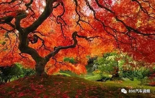 中國(guó)最 貴 的兩棵樹(shù),一棵配有專門(mén)的警衛(wèi),一棵投保1個(gè)億