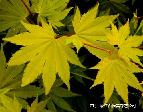 絢麗多彩的日本紅楓之美 橙之夢(mèng)紅楓 流泉紅楓