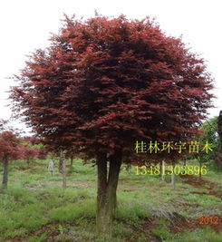 供應(yīng)改良嫁接紅楓3公分至20公分 圖 美國(guó)改良紅楓 日本紅楓指導(dǎo)價(jià) 供應(yīng)改良嫁接紅楓3公分至20公分 圖 美國(guó)改良紅楓 日本紅楓廠商 供應(yīng)改良嫁接紅楓3公分至20