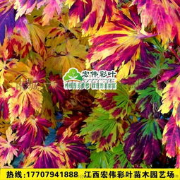 舞孔雀 苗 進(jìn)口楓樹(shù)品種 日本紅楓 槭樹(shù) 日本紅楓舞孔雀紅楓苗圖片,舞孔雀 苗 進(jìn)口楓樹(shù)品種 日本紅楓 槭樹(shù) 日本紅楓舞孔雀紅楓苗高清圖片 南城縣宏偉彩葉苗木園藝場(chǎng)