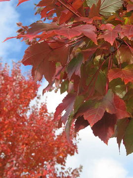 米國(guó)出差三周紀(jì)實(shí)