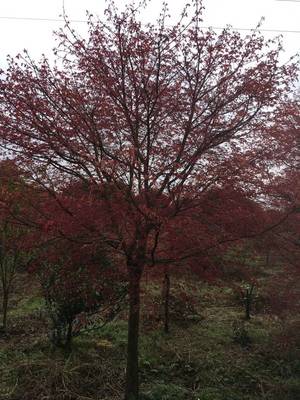 [日本紅楓批發(fā)]日本紅楓價(jià)格460元/棵 10棵