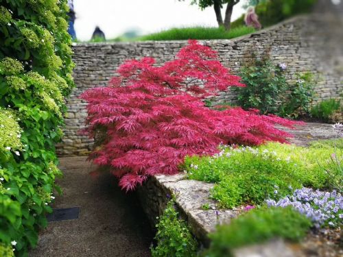 進(jìn)口日本楓樹(shù)