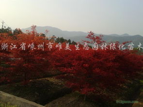 日本紅楓價(jià)格 地徑8公分380元 紹興日本紅楓價(jià)格