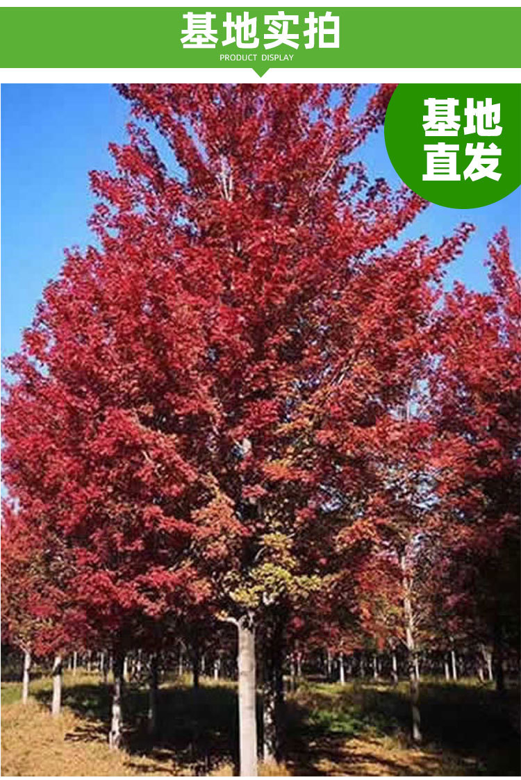 庭院紅楓樹苗紅舞姬盆栽日本美國風(fēng)景樹苗三季紅紅楓小苗