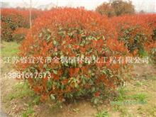 紅葉石楠,美國(guó)改良紅楓,日本櫻花 江蘇宜興金楓園林工程