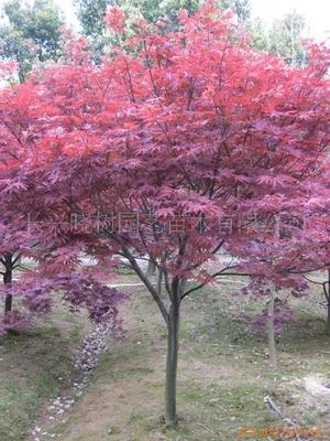 膠帶定制 肇慶綠色封箱膠公司|其他膠帶|膠帶|包裝|產(chǎn)品|中國(guó)黃頁(yè)網(wǎng)