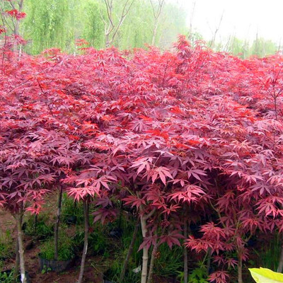 供應(yīng)紅楓樹，保鮮快遞紅楓苗，日本紅楓，國(guó)產(chǎn)紅楓，美國(guó)紅楓