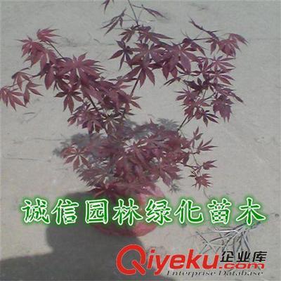 紅楓樹 紅楓樹苗 紅楓苗 紅楓盆景 日本紅楓樹 日本紅楓樹苗-沭陽(yáng)縣誠(chéng)信園林綠化苗木基地提供紅楓樹 紅楓樹苗 紅楓苗 紅楓盆景 日本紅楓樹 日本紅楓樹苗的相關(guān)介紹、產(chǎn)品、服務(wù)、圖片、價(jià)格沭陽(yáng)縣誠(chéng)信園林綠化苗木基地、喬木;苗木