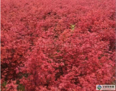 【羽毛楓供應|三季紅楓 黃金楓 日本紅楓紅舞姬 四季紅楓 赤峰 五彩桂花嵊州彩葉林科院商鋪