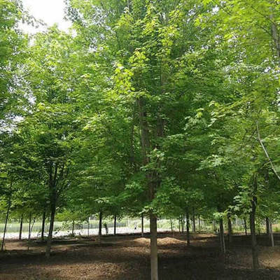 金鼎苗木-9公分日本紅楓報(bào)價(jià)-日本紅楓價(jià)格