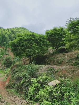 [日本紅楓批發(fā)]日本紅楓價(jià)格4000元/棵 1棵