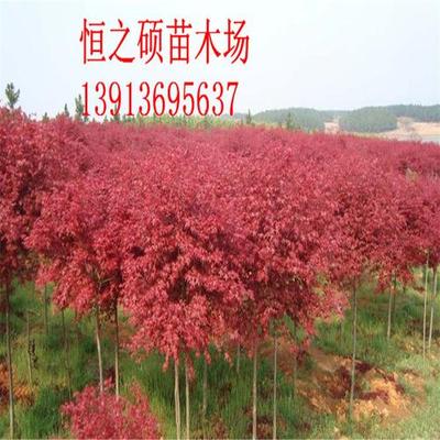 紅葉樹(shù)苗多 少錢(qián)一棵