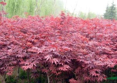 日本紅楓小苗多少錢(qián)一棵