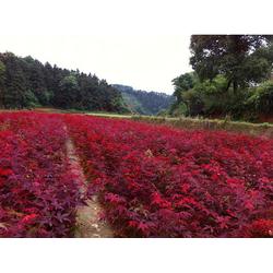 三彩批發 三彩供應 三彩廠家 