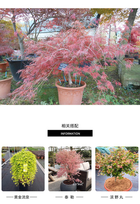 花纏楓樹 日本紅楓進口楓樹庭院花園植物陽.