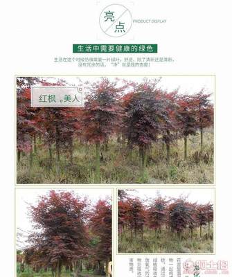 【苗圃基地供應(yīng)紅楓紅楓樹日本紅楓5公分紅楓】長沙市雨花區(qū)綠心苗圃 - 產(chǎn)品庫