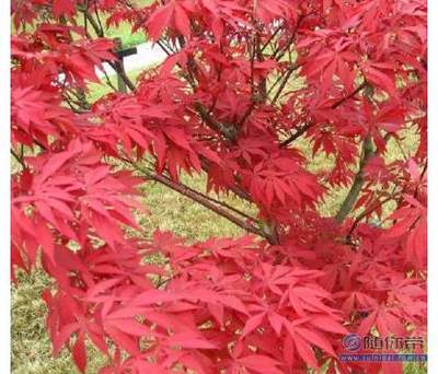 【日本紅楓苗批發(fā)園林綠化苗木紅楓嫁接苗紅楓小苗觀葉類移植】沭陽縣潼陽鎮(zhèn)花蘇橋花卉園藝場 - 產(chǎn)品庫