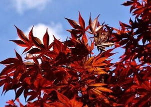 日本紅楓盆栽需要怎么養(yǎng)護(hù) 與國產(chǎn)紅楓有什么區(qū)別 苗木多少錢一棵