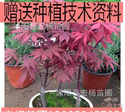 【花卉盆景室內盆栽日本紅楓盆景微型紅楓盆景不含盆】 - 產品庫 - 沭陽縣宏楊苗圃