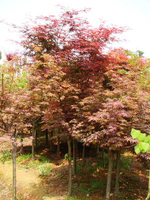 瀏陽佳智苗圃引進美國紅楓/日本紅楓 品種經過改良 適宜南方生存