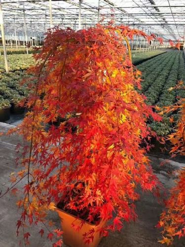 日本紅楓流泉低價直銷