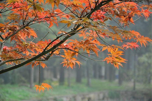 爬天平山,賞紅楓,觀奇石,逛木瀆古鎮 1日活動