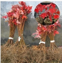 【紅舞妓】最新最全紅舞妓 產品參考信息