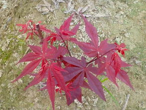 九農花木園藝場基地實拍圖 日本紅楓三季紅