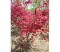 【航之綠苗圃批發新采摘楓樹種子青楓種子美國日本紅楓三角楓發芽率高量大從優】沭陽縣航之綠花卉苗木場 - 產品庫