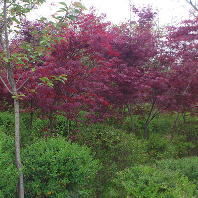 四季紅楓 三季紅 日本紅楓 羽毛楓 青楓 中國紅楓