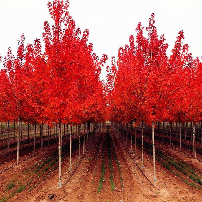 紅楓樹苗四季紅日本紅楓樹中國紅美國紅楓紅舞姬盆栽