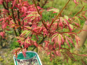 蝴蝶楓,葉片似蝴蝶狀,色彩斑斕,美哭了 