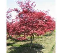 【恒昌種業(yè)美國(guó)紅楓樹(shù)苗紅點(diǎn)紅冠秋火焰小苗嫁接日本紅楓小苗紅舞姬四季紅楓苗】鹽城市亭湖區(qū)城西恒昌花木經(jīng)營(yíng)部 - 產(chǎn)品庫(kù)