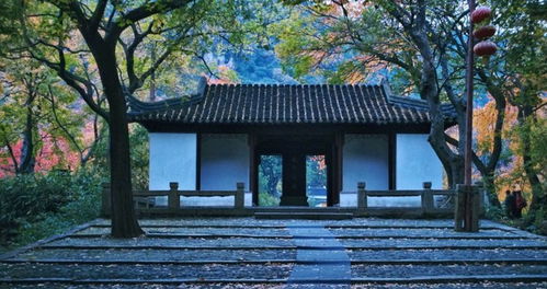 還搶日本紅楓季機(jī)票 喂,咱身邊這明朝古楓完全媲美