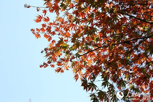 小雪山色染紅楓——岳麓山與日本紅楓的秋日絮語(yǔ)