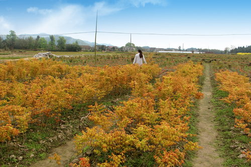 日本紅楓 精品1公分橙之夢(mèng)紅楓批發(fā)價(jià)格與市場(chǎng)分析