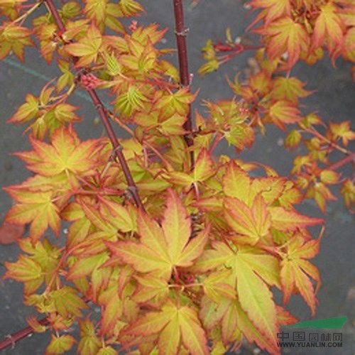 橙之夢日本紅楓盆景制作全攻略 從紅楓苗到藝術精品的蛻變