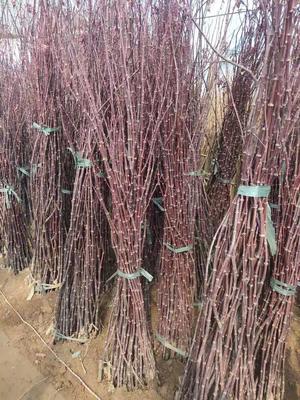 紅楓小苗產地直發指南 美國、日本與中國品種對比