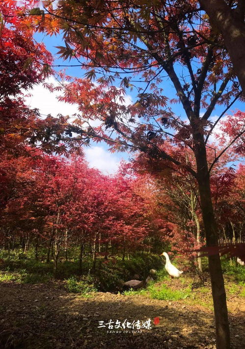 隆昌300畝紅楓秘境 層林盡染，何必遠(yuǎn)赴東瀛