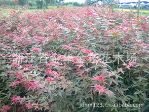 日本紅楓苗木選購(gòu)與園林應(yīng)用指南