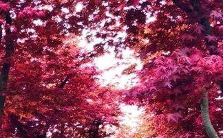 福州紅映天 20萬株杜鵑與日本紅楓的春日交響曲